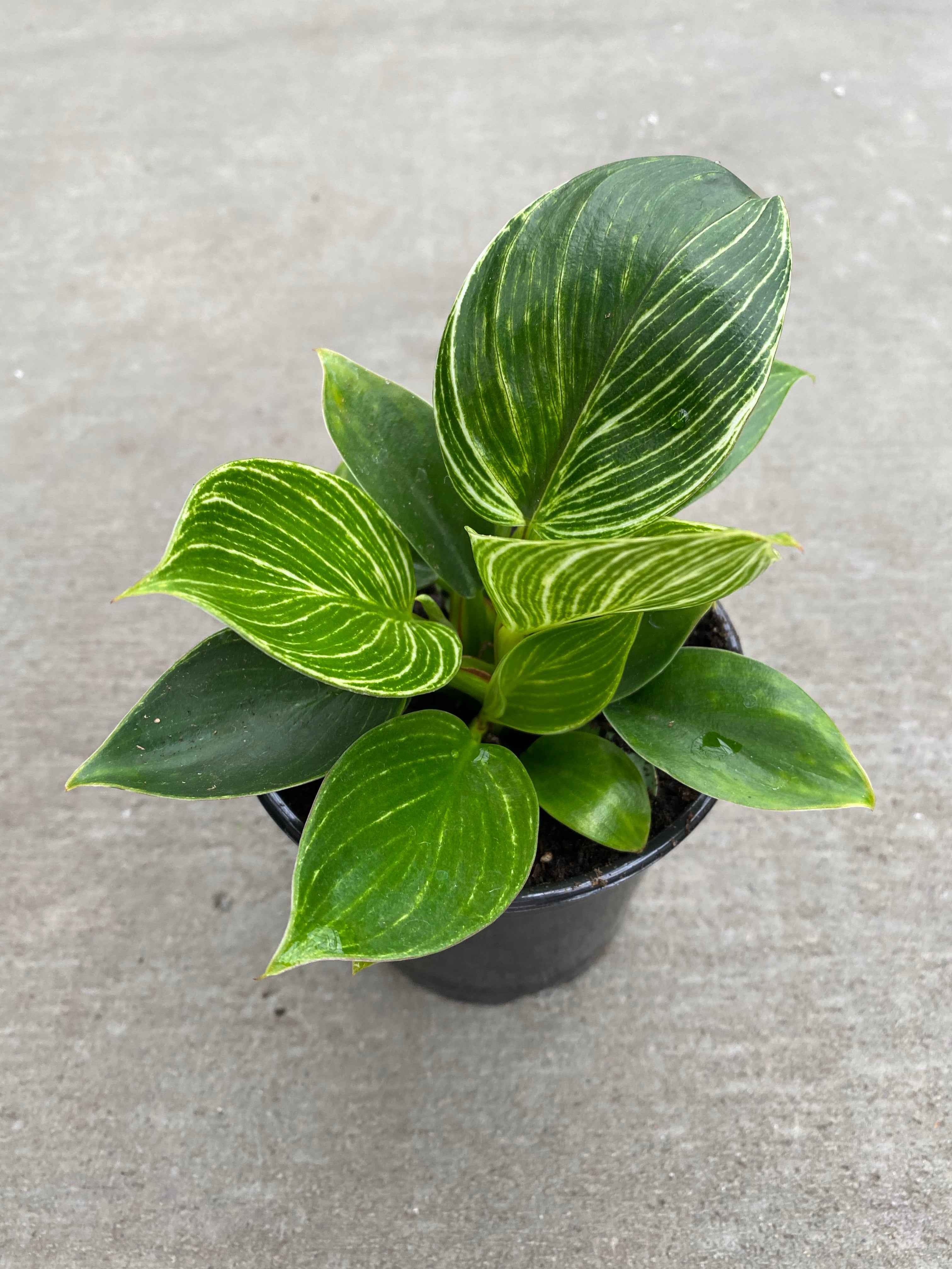 Philodendron Birkin 6"